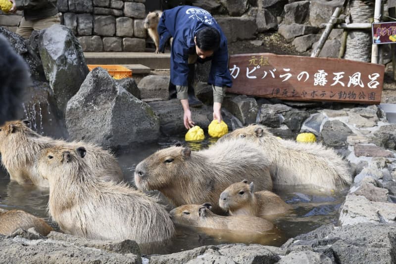 「元祖カピバラの露天風呂」静岡　伊豆シャボテン動物公園