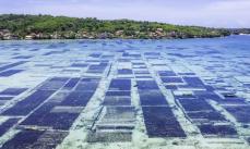 海藻養殖に成長余地、1.7兆円　有望市場と紹介、世界銀行が報告