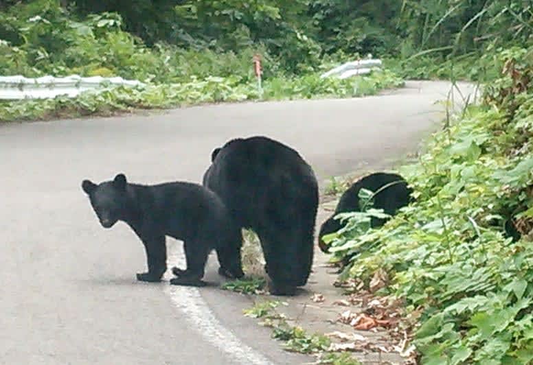 クマ捕獲1頭、猟師に7千円支給　出動大幅増で秋田県が緊急対策