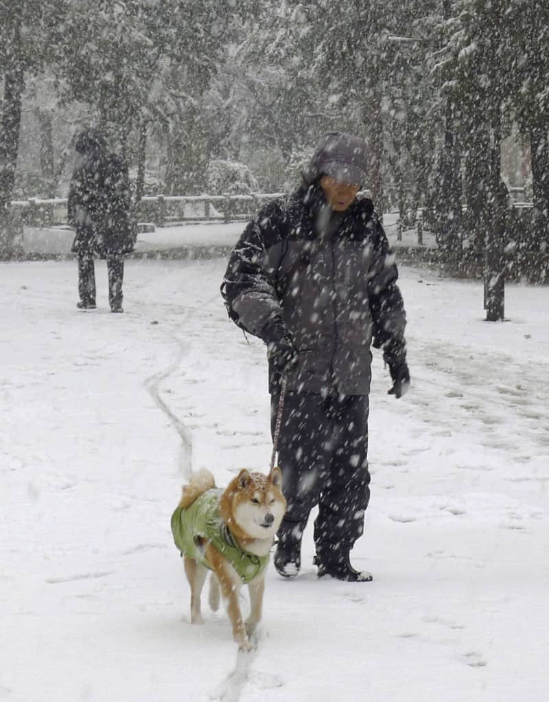 犬飼育で認知症リスク低く　都センターの高齢者調査