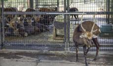 奈良のシカ、虐待に当たらず　飼育環境の改善求め行政指導