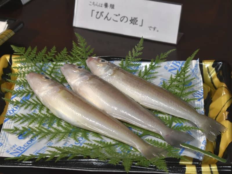 産学連携でシロギスの養殖　「海の女王」量産化を目指す