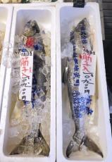 秋サケ、全国で記録的不漁　北海道3割、東北8～9割減
