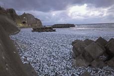 函館の海岸に大量イワシ　捕食者に追われ窒息か