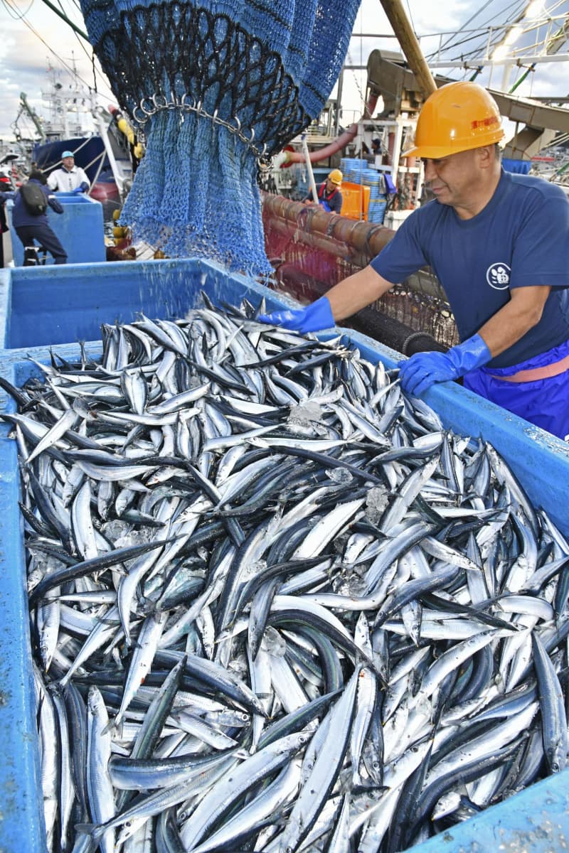 サンマ水揚げ、5年ぶり増　2.4万トン、低水準続く