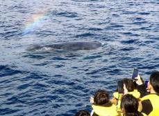 ザトウクジラの巨体に歓声、奄美　園児ら体験ツアーで観察