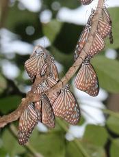 奄美大島でチョウ集団越冬　海岸の林、羽寄せ合う