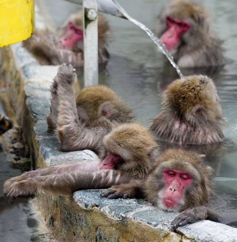 恒例、ゆったり「サル山温泉」　函館の熱帯植物園