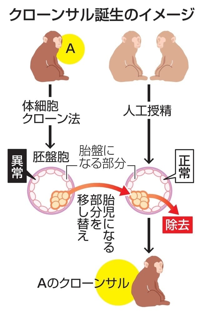 クローンのサル、2年以上生存　中国、胎盤の働き正常化