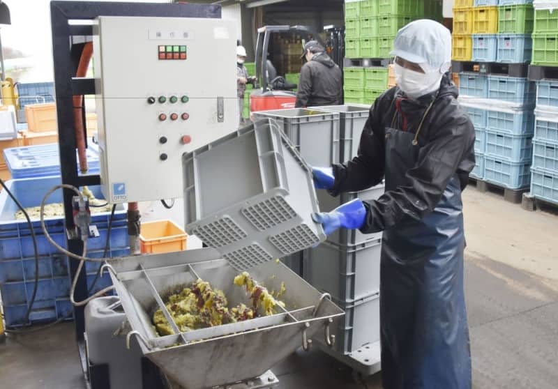 茨城名産・干し芋のかすを飼料に、県が事業化後押し　フードロス削減、高騰する資材の代替にも