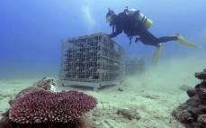 奄美でワインを海底熟成　地域創生へ、5百本沈める