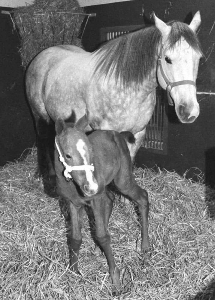 ＜あのころ＞名馬ラムタラの子馬誕生　純国内産ジュニア第1号