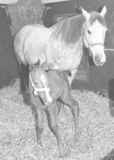 ＜あのころ＞名馬ラムタラの子馬誕生　純国内産ジュニア第1号