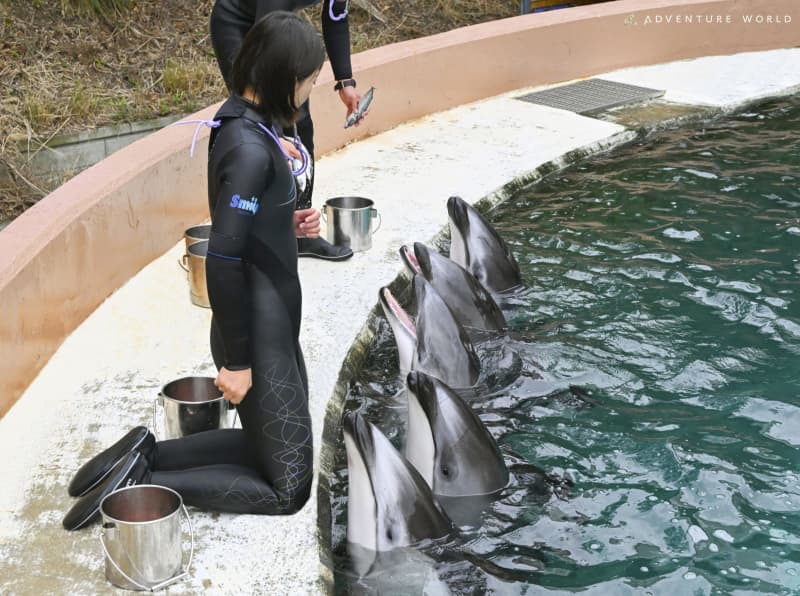 被災水族館のイルカ死ぬ　和歌山に避難、死因不明