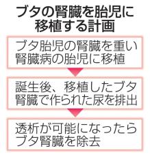 胎児にブタ腎臓を一時移植計画　慈恵医大、実現なら国内初事例