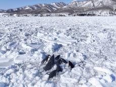 流氷で閉じ込めのシャチ脱出か　姿見えず、北海道・羅臼沖