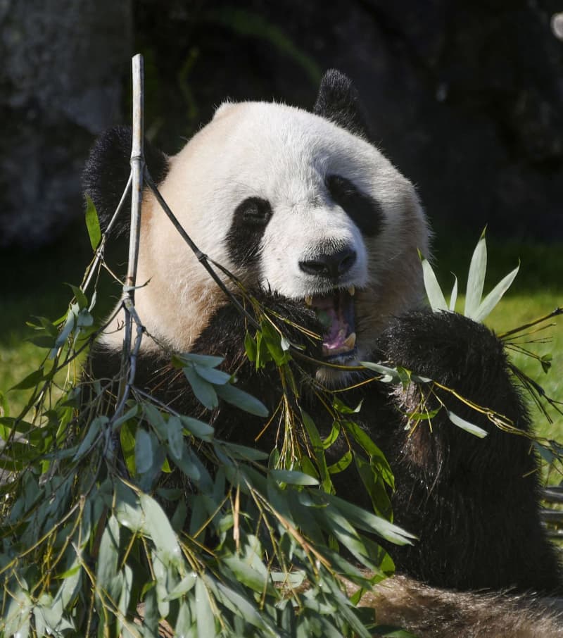 パンダにもバレンタイン　和歌山・白浜、氷の贈り物