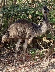 逃走のエミュー？、目撃相次ぐ　福岡の市街地近くの山中で