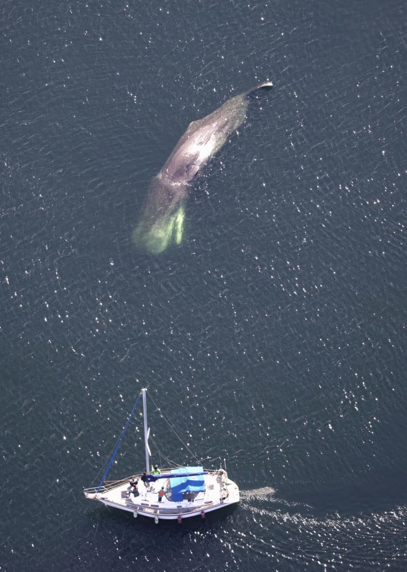 大阪湾のクジラ死ぬ　1月から周辺で目撃