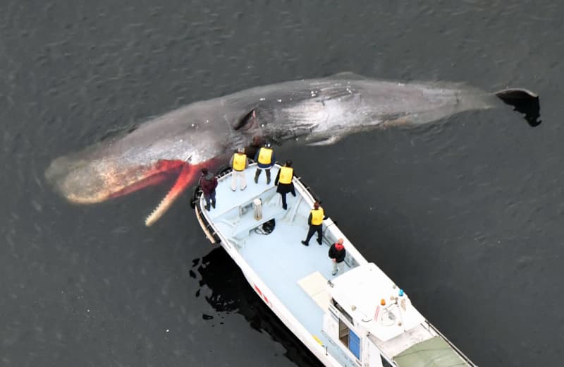 大阪湾「クジラ増」に自治体苦慮　温暖化と「迷宮構造」影響