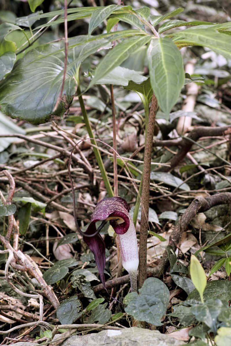 昆虫の「墓場」が「揺り籠」に　受粉利用の植物に産卵し共生