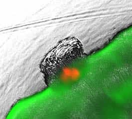 人工臓器で受精卵着床再現　細胞の融合観察、東北大