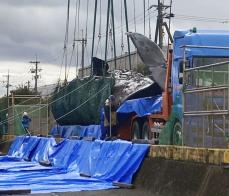 大阪のクジラ処分費1500万円　堺の府有地へ埋設、2年後標本に