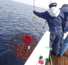 能登町沖のベニズワイガニ大幅減　富山湾の海底地滑り影響か