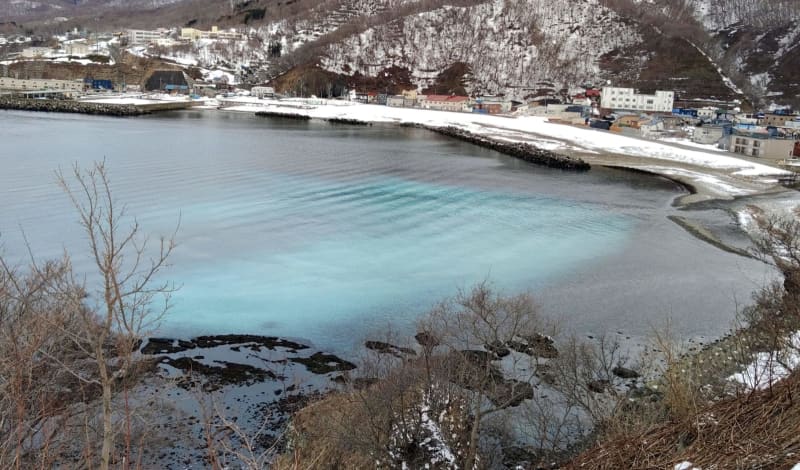 春告魚、日本海白く染め　北海道でニシン「群来」