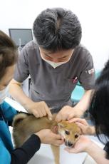 狂犬病ワクチン、通年化を検討　厚労省、接種率の向上目指す