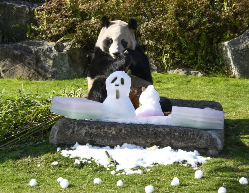 パンダも楽しいひな祭り、和歌山　「楓浜」に雪人形や氷プレゼント