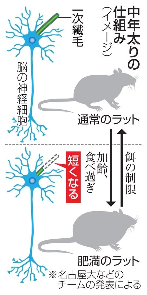 脳神経細胞の繊毛、肥満に関与　腹八分目で中年太り予防