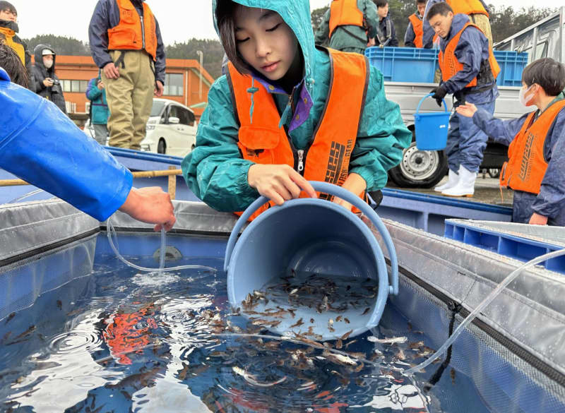 被災免れたノドグロ稚魚を放流　日本海へ、近大と新潟県立海洋高