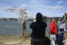 枯れかけの桜、最後の満開　米首都の風物詩、見頃に
