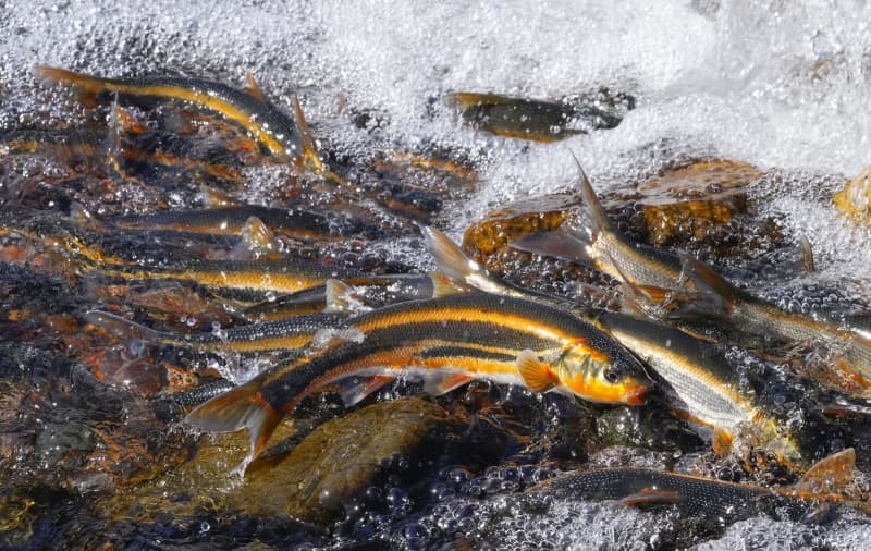 琵琶湖のウグイ、恋の季節　産卵で川をさかのぼる