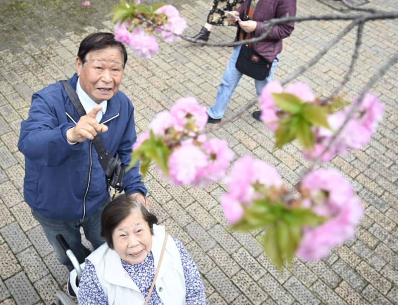 一足早く「桜の通り抜け」、大阪　造幣局で高齢者向け特別観桜会