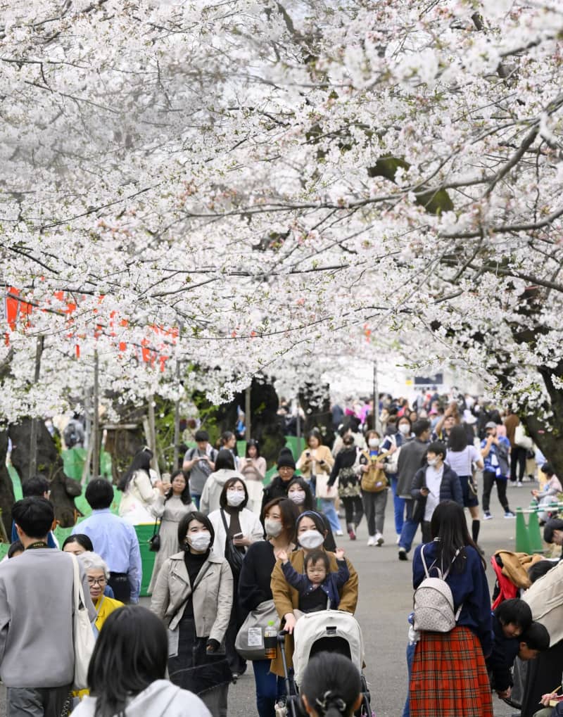 東京都心、桜満開　平年より4日遅く、各地でも