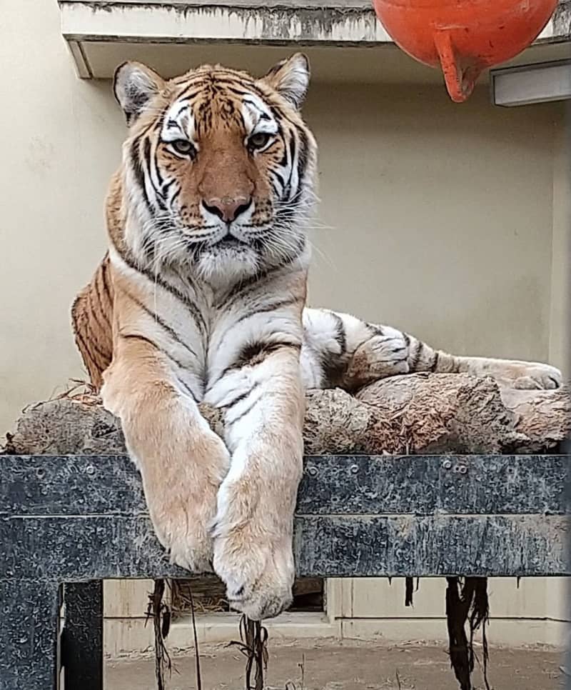 京都市動物園のアムールトラ死ぬ　国内最高齢19歳「美トラ」