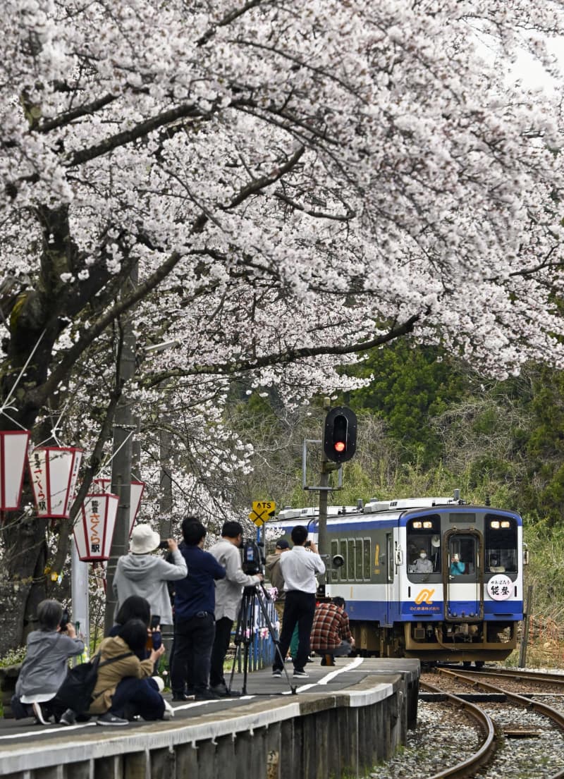 「能登さくら駅」100本見頃　ホーム彩り復旧列車出迎え