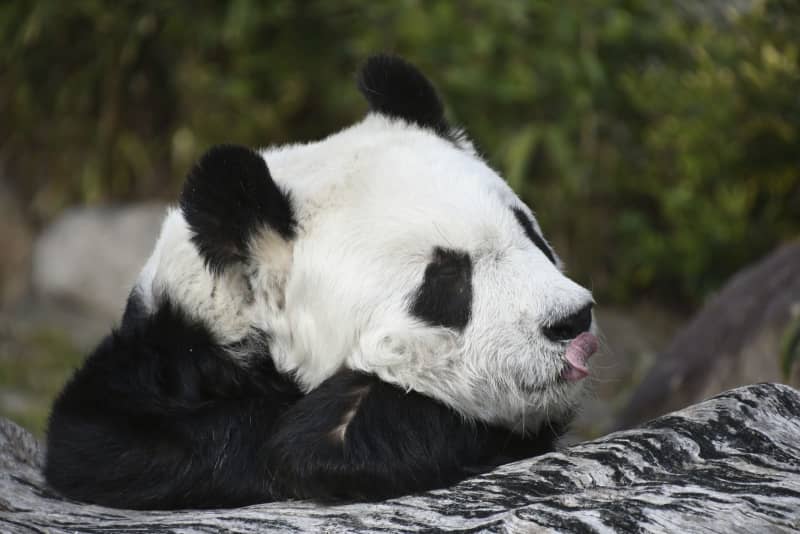 5月にパンダ「タンタン」追悼式　神戸王子動物園、最高齢28歳