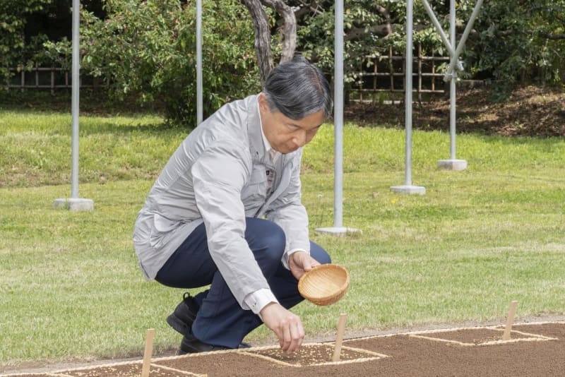 天皇陛下が皇居で種もみまき　農作業伝承の行事、秋に収穫