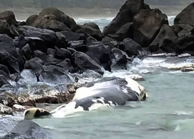 鳥取の海岸にクジラ漂着　10～15m、死後数日か