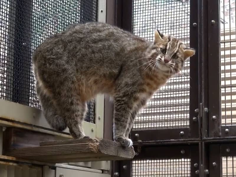 ツシマヤマネコ、3匹誕生　名古屋・東山動植物園