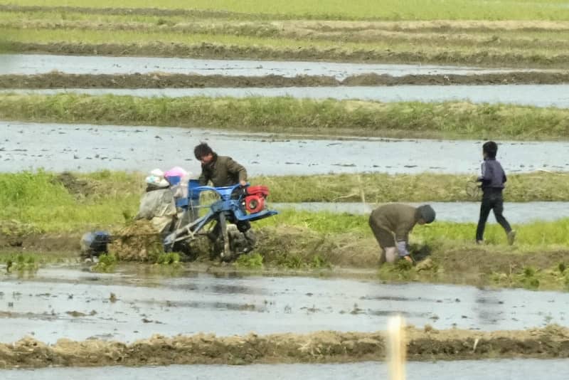 北朝鮮、最重要目標は「穀物」　食糧自給に不安、田植え開始