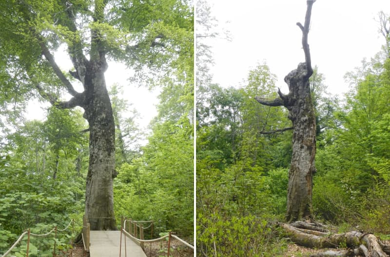 白神山地シンボルのブナ枯れる　樹齢400年「マザーツリー」