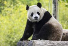 米首都の動物園にパンダ再び　年内に貸与へ、中国側と思惑一致