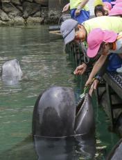 クジラも歯磨き、健康週間をPR　和歌山・太地の博物館