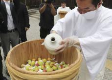熊野本宮大社で梅漬け儀式　カメムシ発生で不作に、和歌山