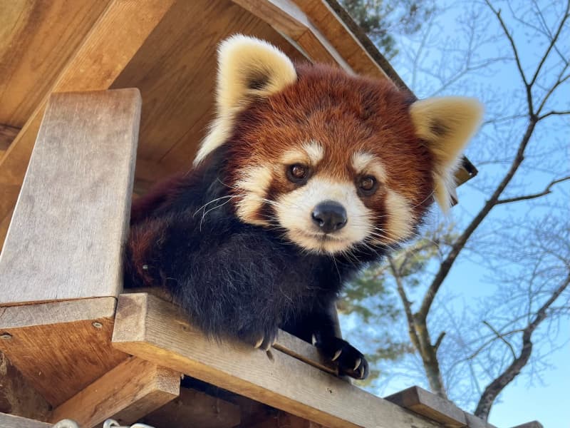 レッサーパンダ、一時脱走　園内歩いて…発見捕獲、仙台