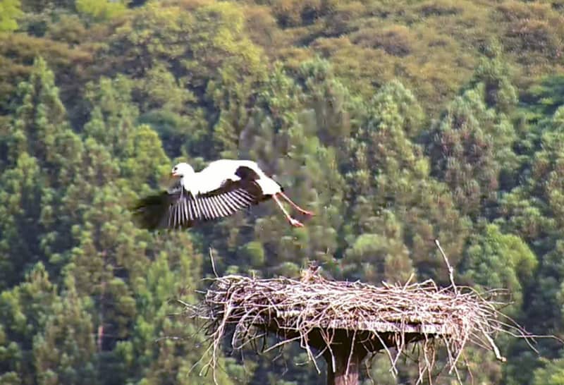 コウノトリ3羽が巣立ち、島根　雲南市で7年連続、小学校に営巣